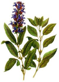 Sage - Salvia officinalis -